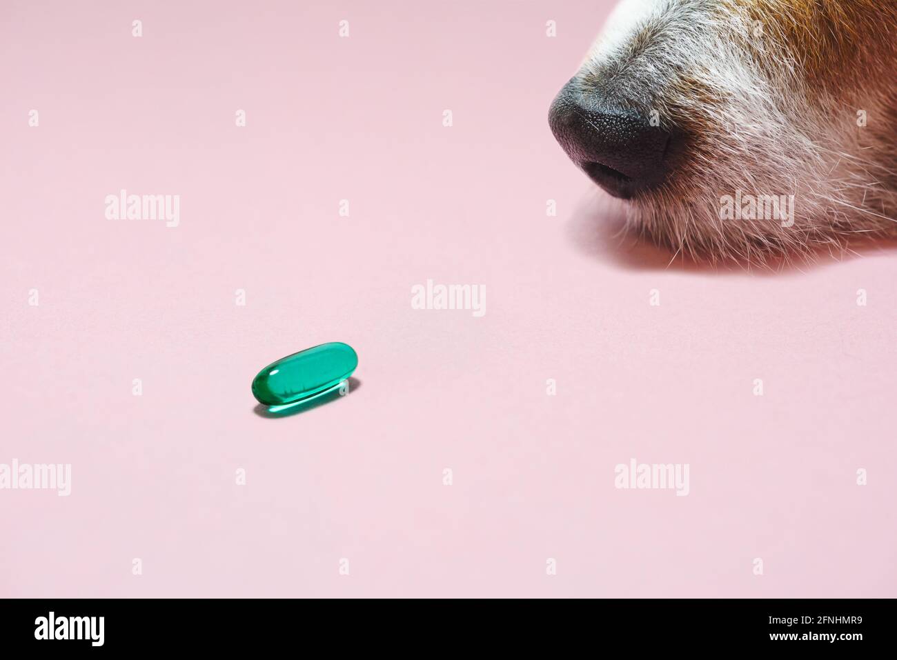 Cane anziano che guarda la pillola come salute e benessere di concetto di animali domestici Foto Stock