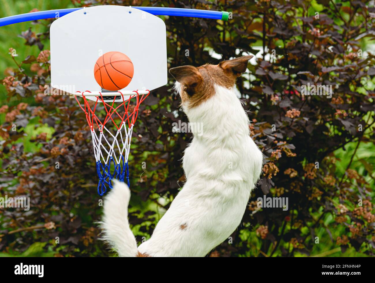 Fitness cane ed esercizio con speciale mini palla da basket e. cerchio Foto Stock
