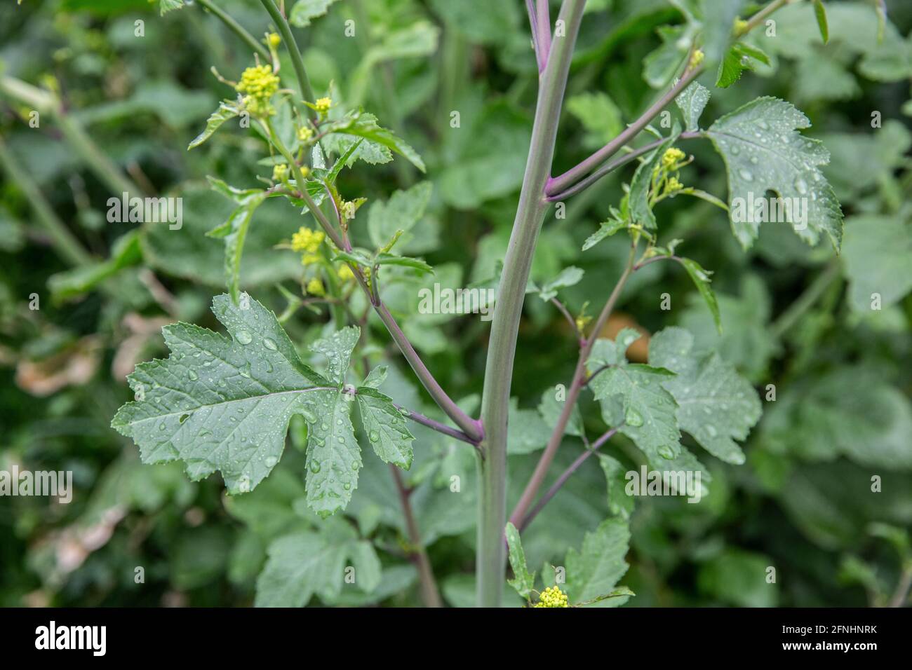(Brassica nigra). Come le restrizioni di blocco facilità e il tempo diventa più caldo Foraging visite guidate stanno diventando popolari attraverso Hampstead Heath, Londra Foto Stock