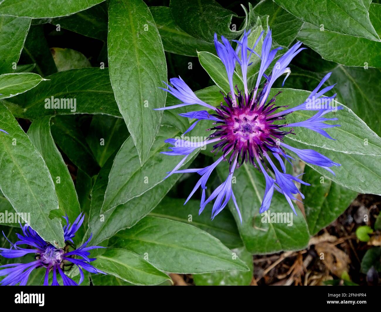 Fiordaliso Foto Stock