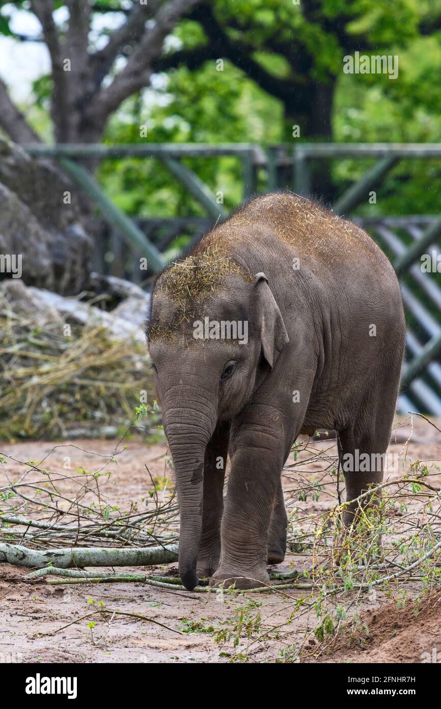 Giovane elefante asiatico (Elephas maximus), nel suo composto al Chester Zoo, Cheshire, Regno Unito Foto Stock