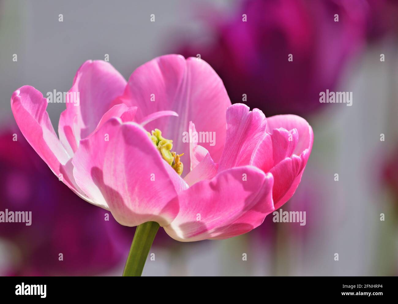 Tulipano rosa primo piano in un parco cittadino su un giorno di primavera Foto Stock