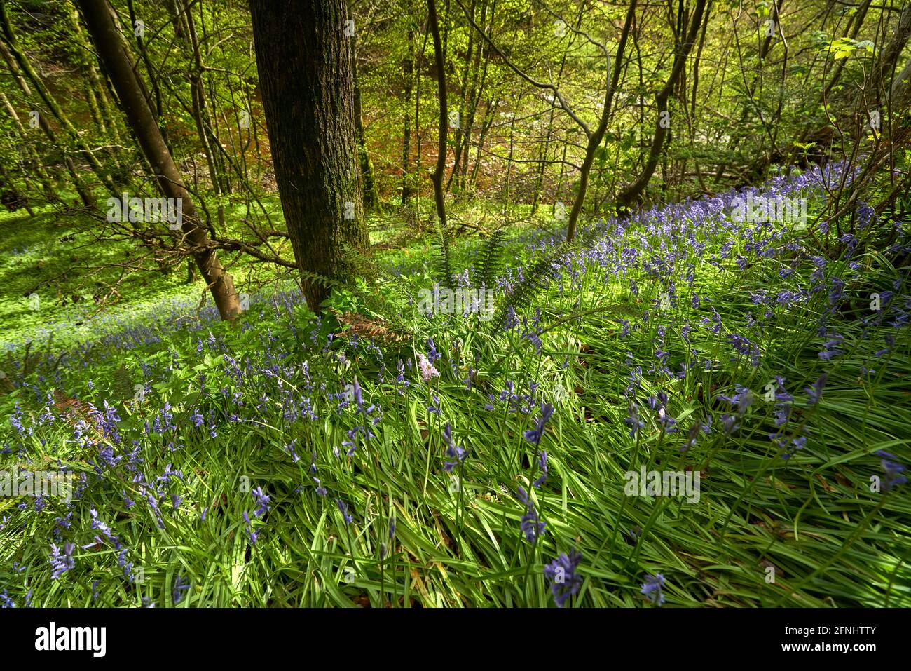 Percorso di Woodland vicino a Earlston in primavera con bluebells e muschio in una bella giornata nei confini scozzesi. Foto Stock