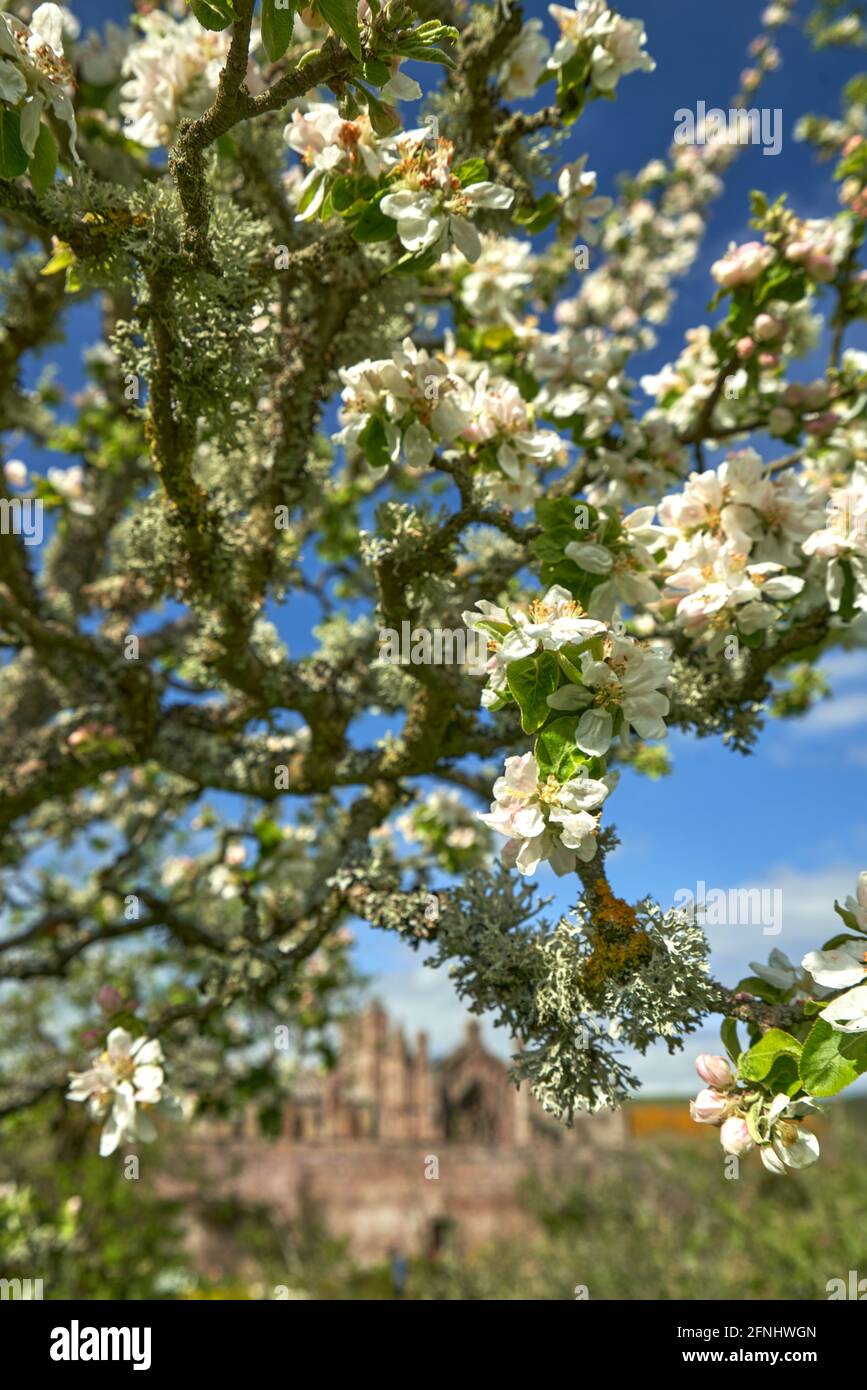 Abbazia di Melrose incorniciata da fiori di mela in una bella giornata di primavera nel giardino Priorswood. Melrose. Foto Stock