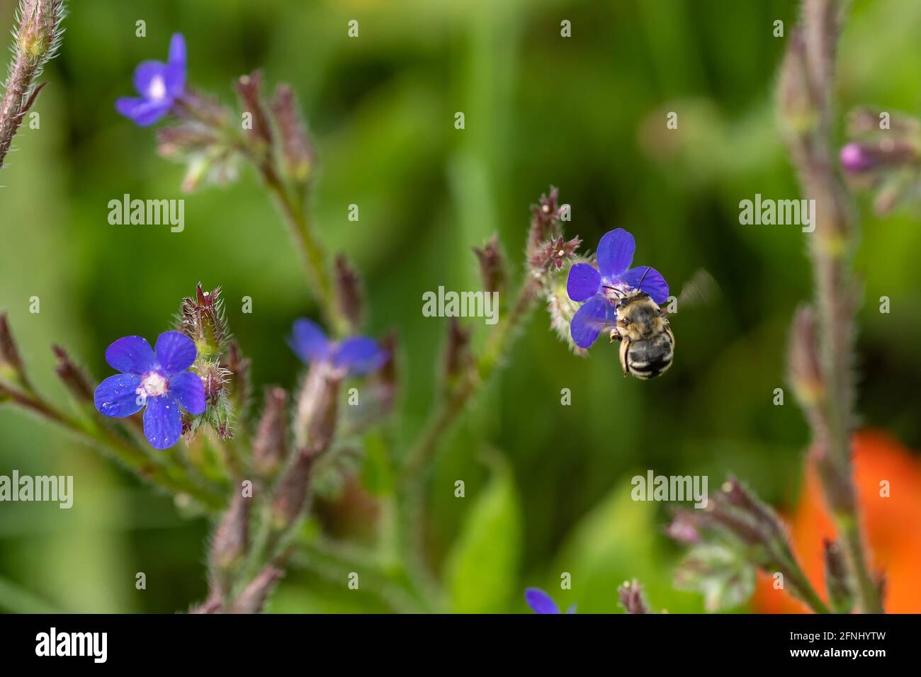 Ape di miele su un piccolo fiore blu primo piano Foto Stock
