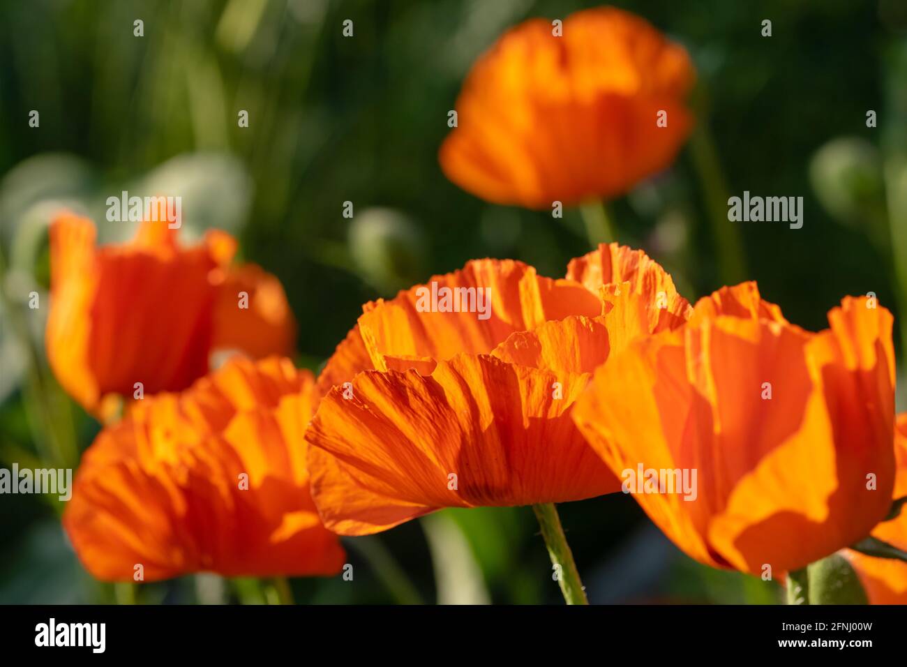 Fiori di papavero primo piano in campo verde Foto Stock