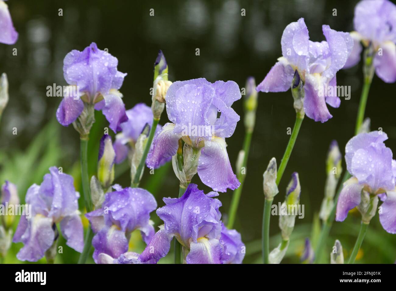 Iris viola chiaro con gocce di pioggia Foto Stock