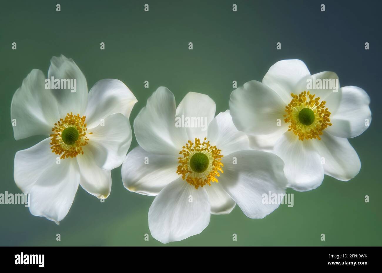 Primo piano di fiori bianchi anemoni Foto Stock