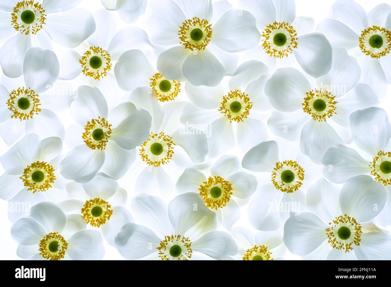 Primo piano di fiori bianchi di Anemone. Foto Stock