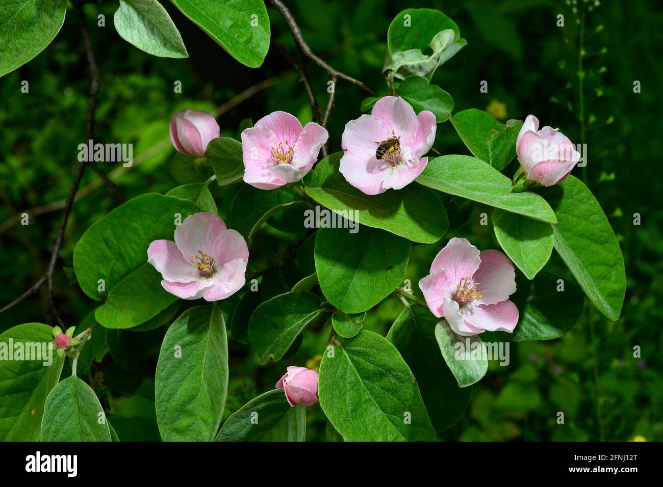 Il fiore di mele cotogne, Cydonia oblona, è una specie di arbusti o piccoli alberi della famiglia delle Rosaceae. I suoi frutti sono chuces anche chiamati mele d'oro o Cyd Foto Stock