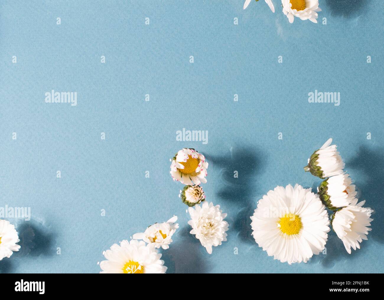 Daisy fiori su sfondo blu. Cornice floreale. Primo piano. Foto Stock