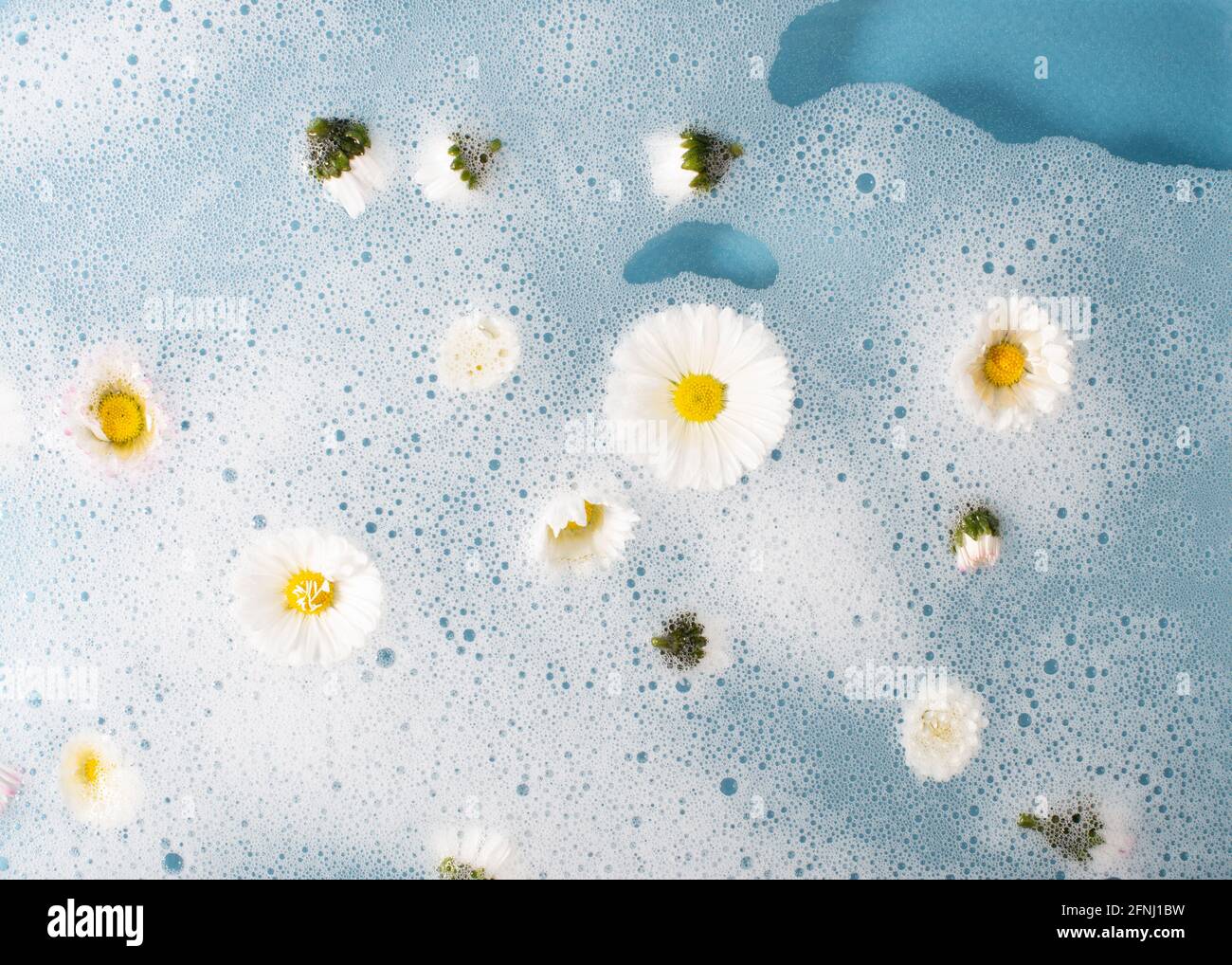 Fiori bianchi a margherita in acqua con schiuma. Vista dall'alto. Foto Stock