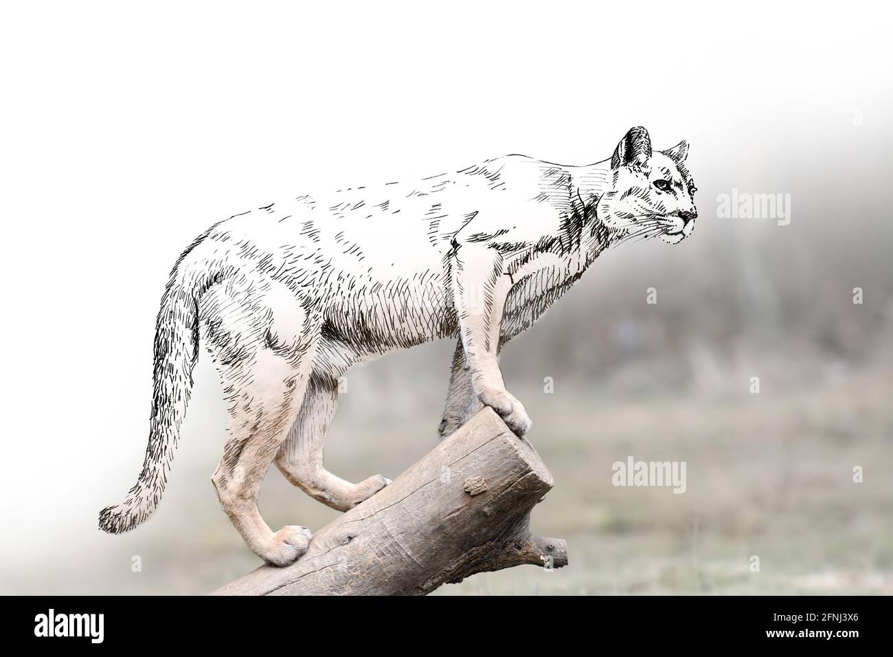 Disegni di schizzo illustrazione monocromatica e foto cougar o puma combinazione. Animali disegnati a mano mescolati con foto (originali, nessuna traccia) Foto Stock