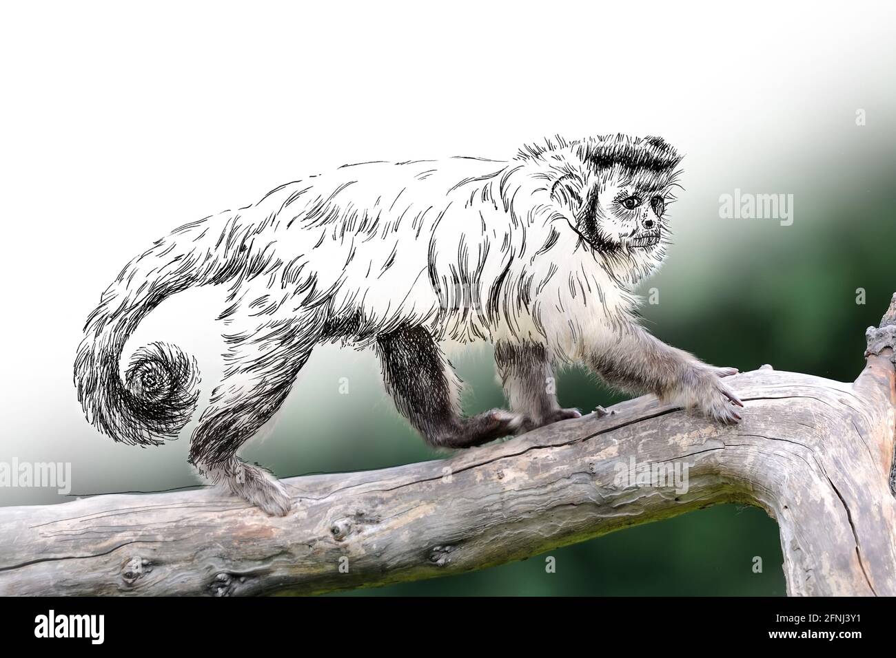 Grafica di schizzo illustrazione monocromatica e combinazione di scimmia fotografica. Animali disegnati a mano mescolati con foto (originali, nessuna traccia) Foto Stock