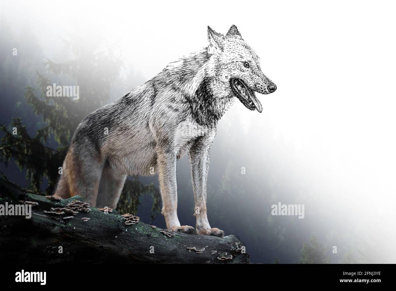 Grafica di schizzo illustrazione monocromatica e combinazione di lupo fotografico. Animali disegnati a mano mescolati con foto (originali, nessuna traccia) Foto Stock