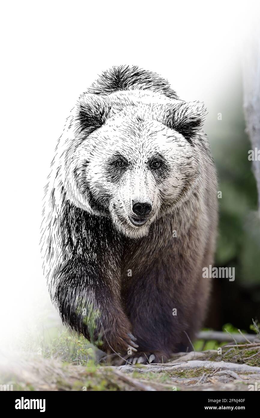 Grafica di schizzo illustrazione monocromatica e foto orso combinazione. Animali disegnati a mano mescolati con foto (originali, nessuna traccia) Foto Stock