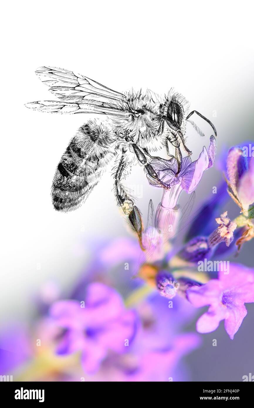 Grafica di schizzo illustrazione monocromatica e combinazione di api fotografiche. Animali disegnati a mano mescolati con foto (originali, nessuna traccia) Foto Stock
