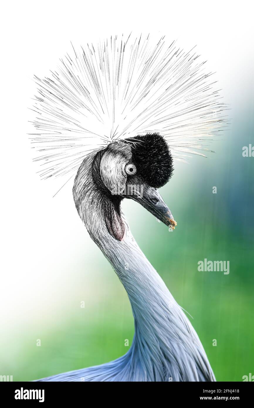 Disegni grafici di schizzo, illustrazione monocromatica e combinazione di gru con corona fotografica. Animali disegnati a mano mescolati con foto (originali, nessuna traccia) Foto Stock