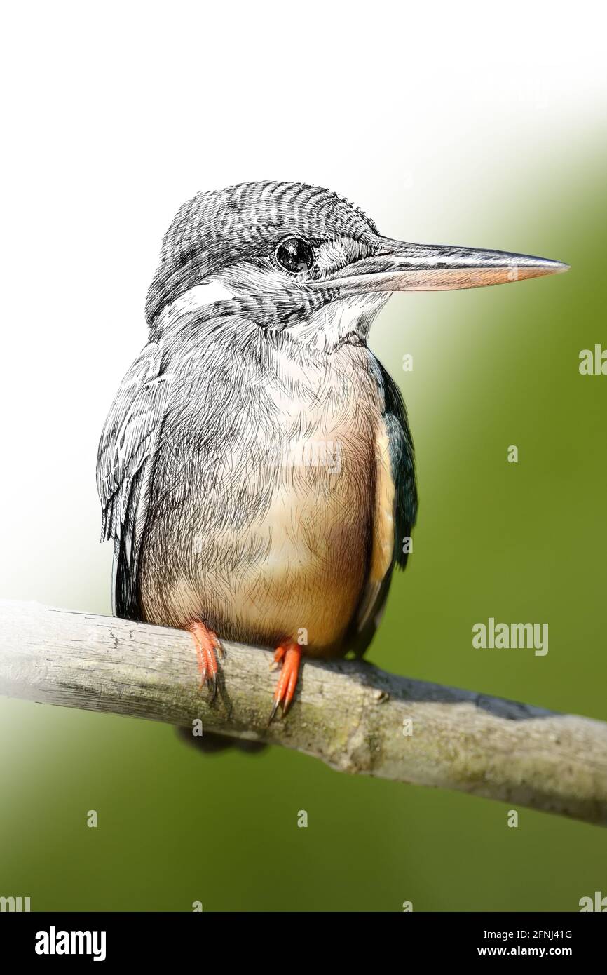 Grafica di schizzo illustrazione monocromatica e foto kingfisher combinazione. Animali disegnati a mano mescolati con foto (originali, nessuna traccia) Foto Stock