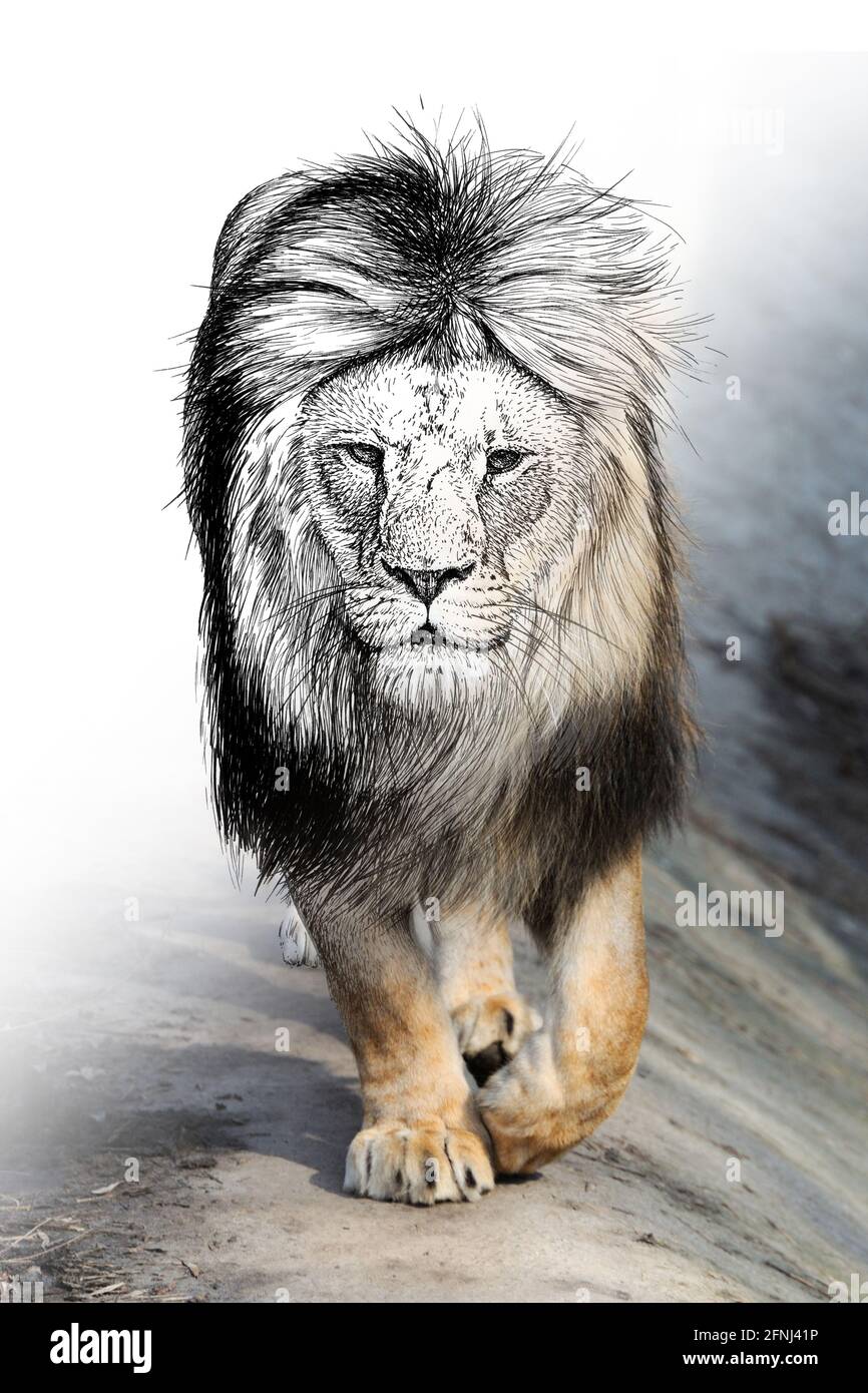 Grafica di schizzo illustrazione monocromatica e combinazione di leoni fotografici. Animali disegnati a mano mescolati con foto (originali, nessuna traccia) Foto Stock
