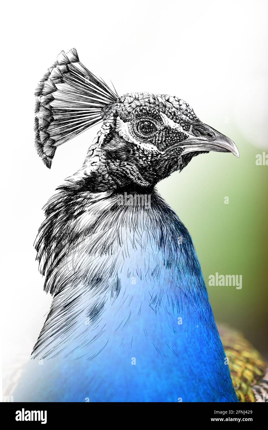 Grafica di schizzo illustrazione monocromatica e combinazione di pavone fotografico. Animali disegnati a mano mescolati con foto (originali, nessuna traccia) Foto Stock