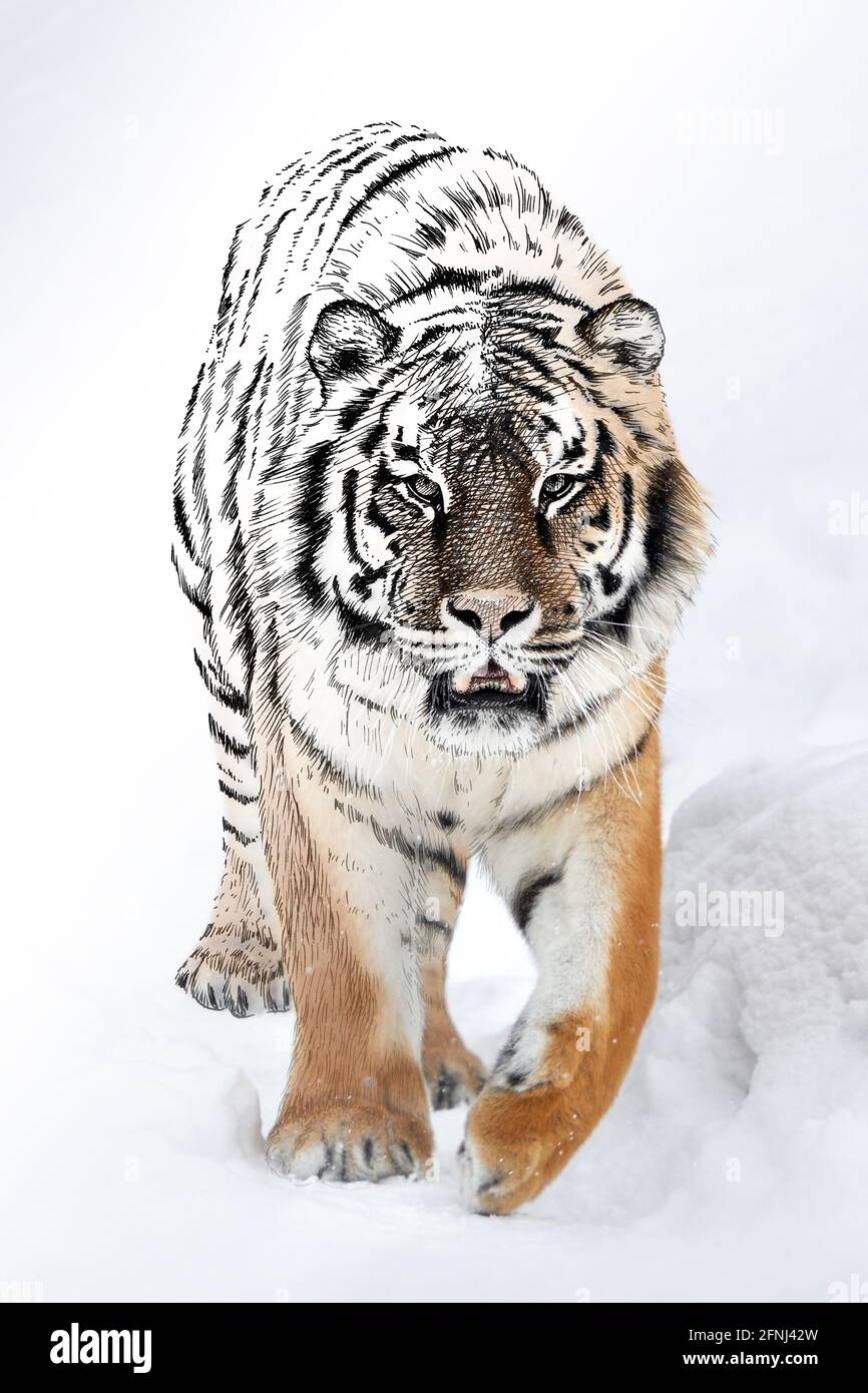 Grafica di schizzo illustrazione monocromatica e combinazione di tigre di foto. Animali disegnati a mano mescolati con foto (originali, nessuna traccia) Foto Stock