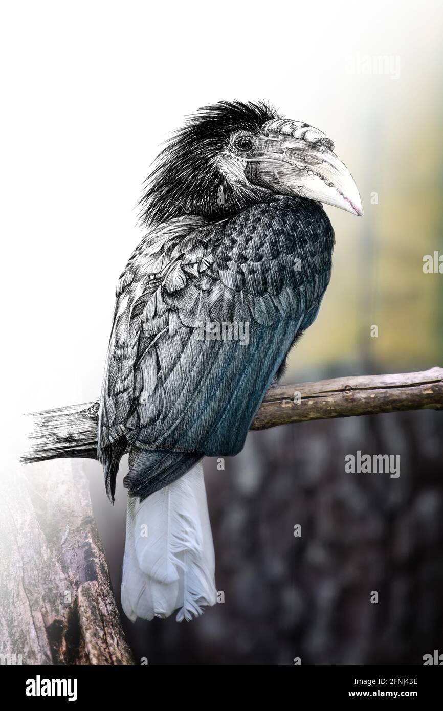 Disegno grafico illustrazione monocromatica e foto Papuan Hornbill combinazione. Animali disegnati a mano mescolati con foto (originali, nessuna traccia) Foto Stock