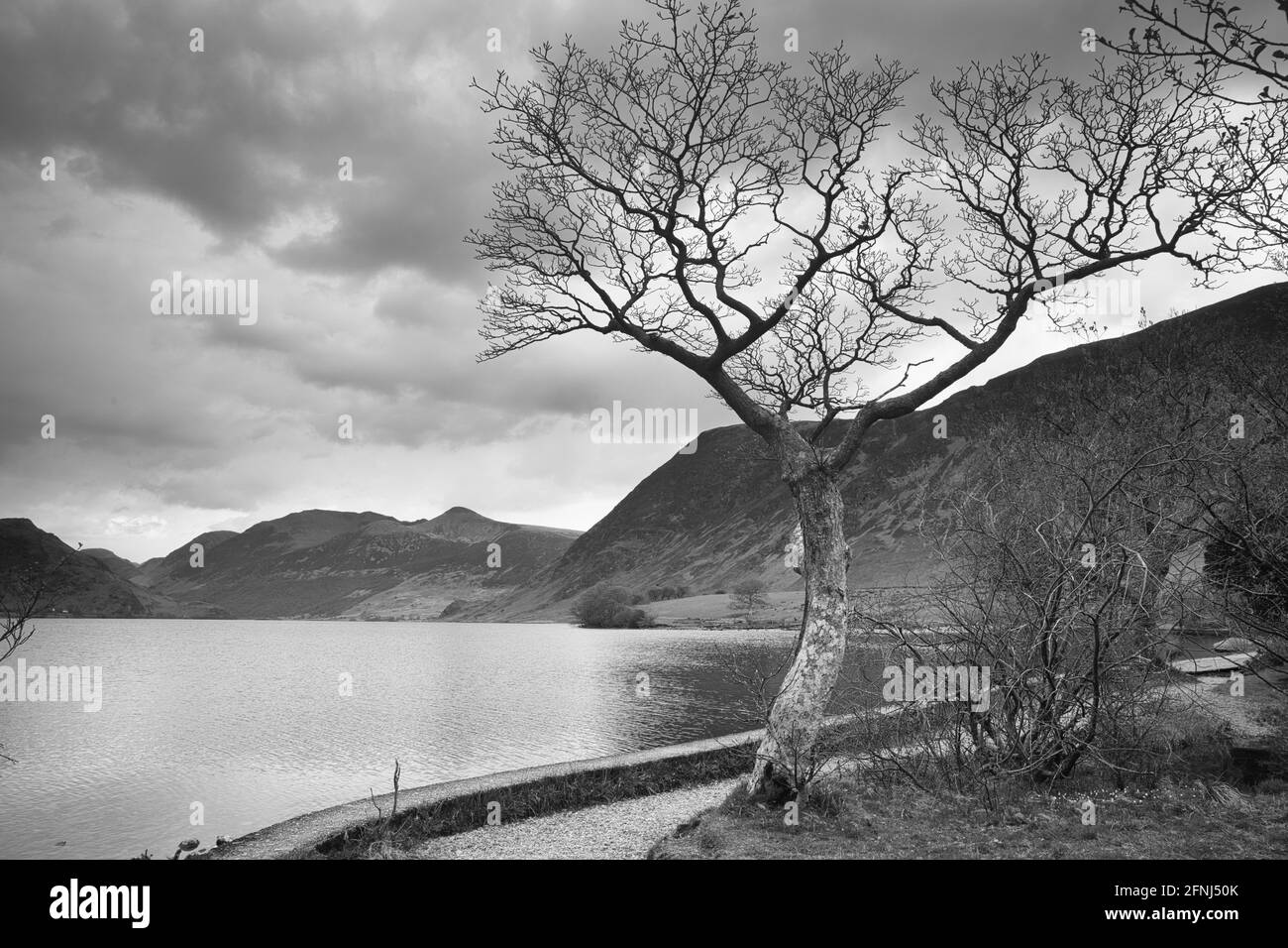 Immagine in bianco e nero di un albero sulle rive del Crummock Water con Grasmoor sullo sfondo, Lake District, Cumbria, Inghilterra, Regno Unito. Foto Stock