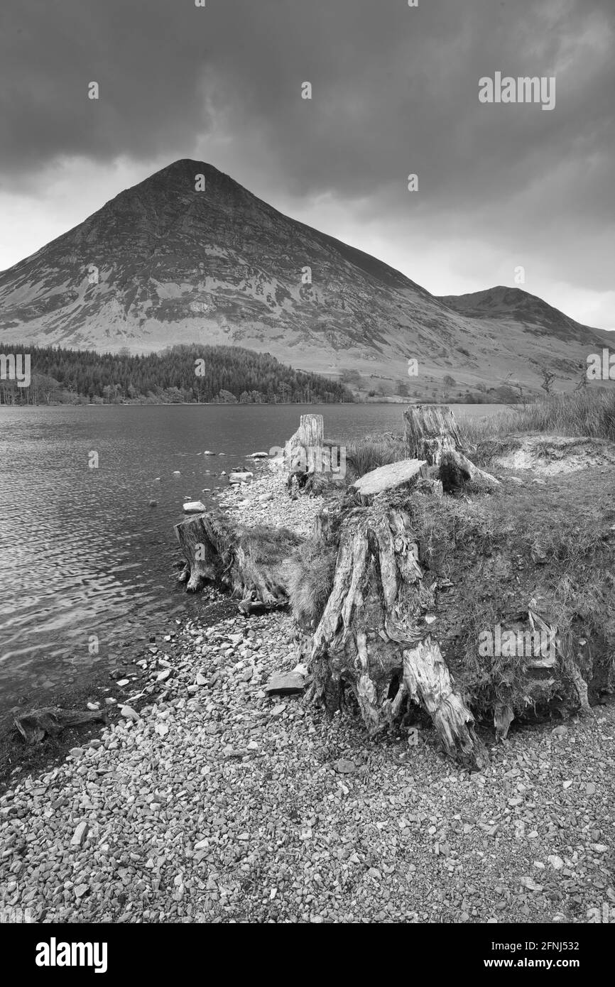 Immagine in bianco e nero di ceppi di alberi sulle rive del Crummock Water con Grasmoor sullo sfondo, Lake District, Cumbria, Inghilterra, Regno Unito. Foto Stock