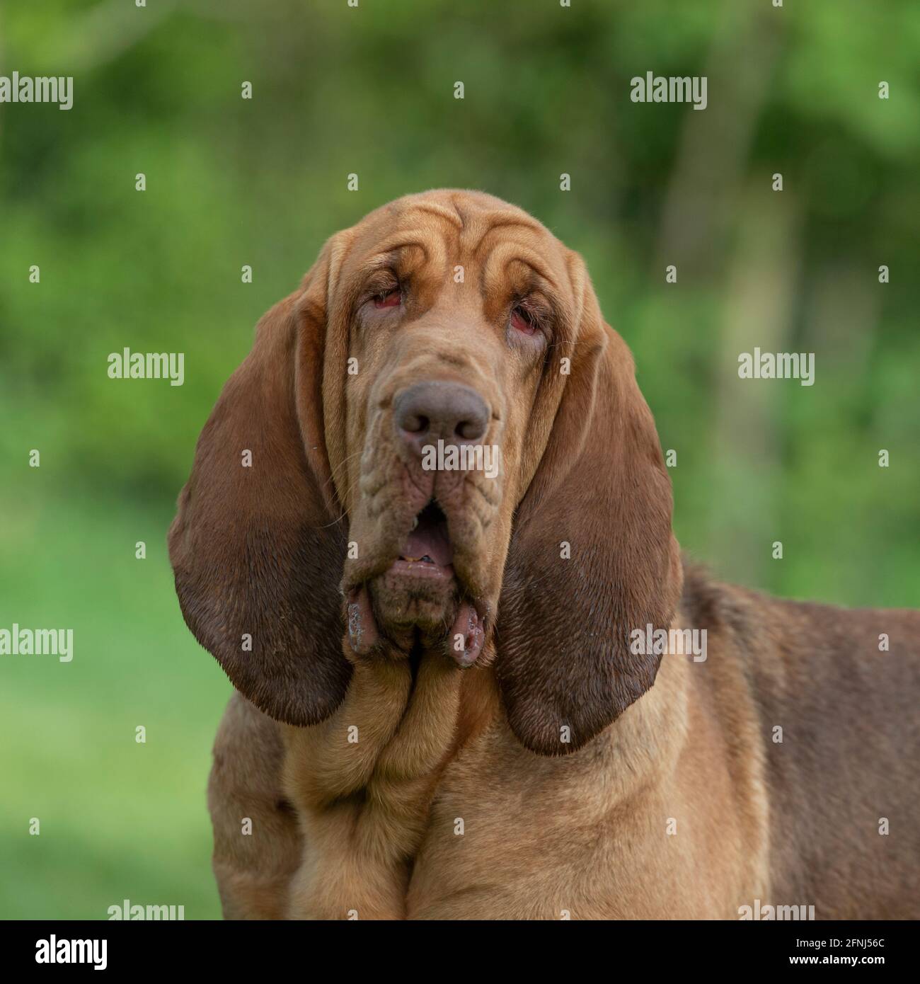 testa di bloodhound guardando la macchina fotografica Foto Stock