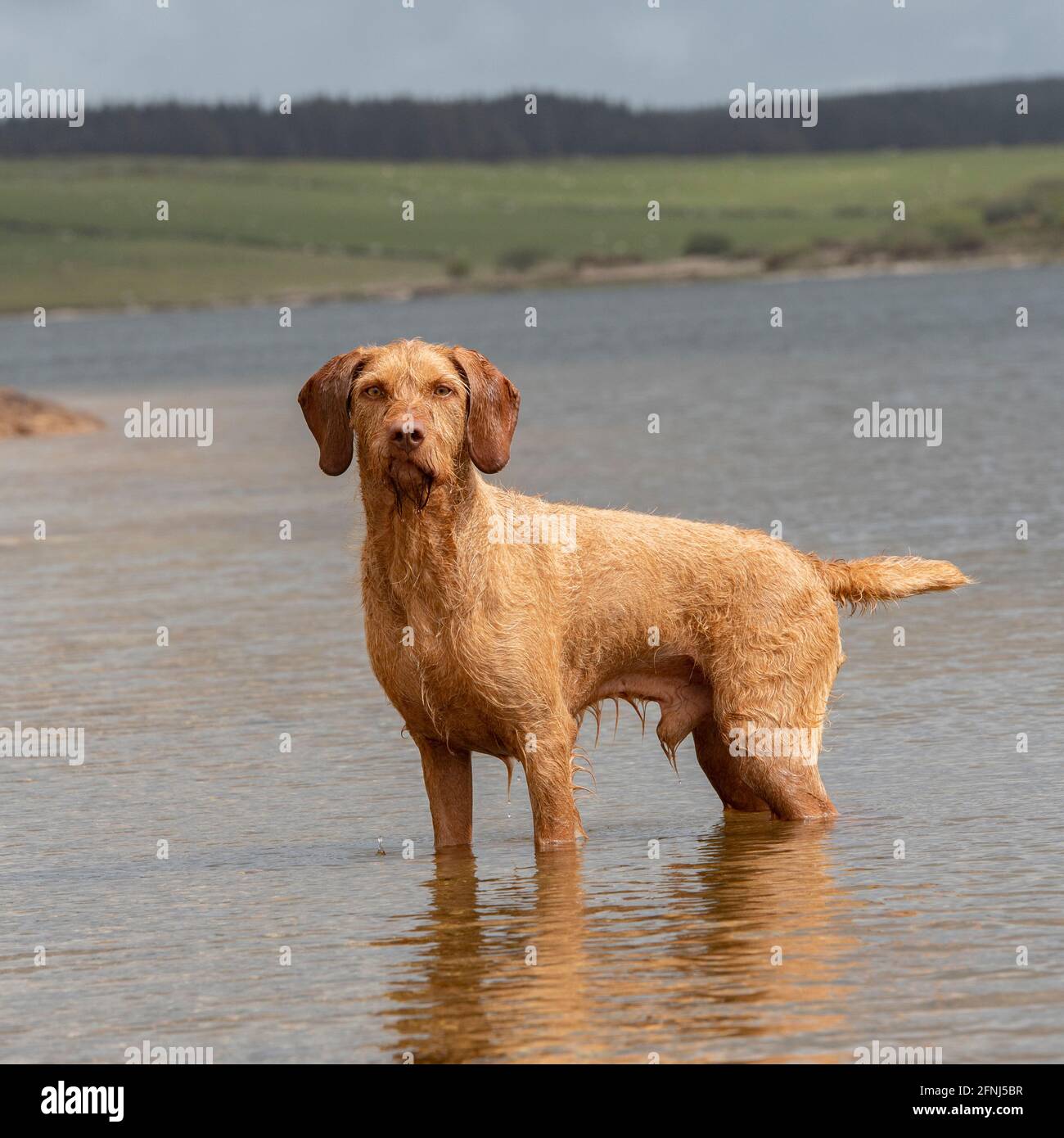 Ungherese vizsla wirehaired Foto Stock