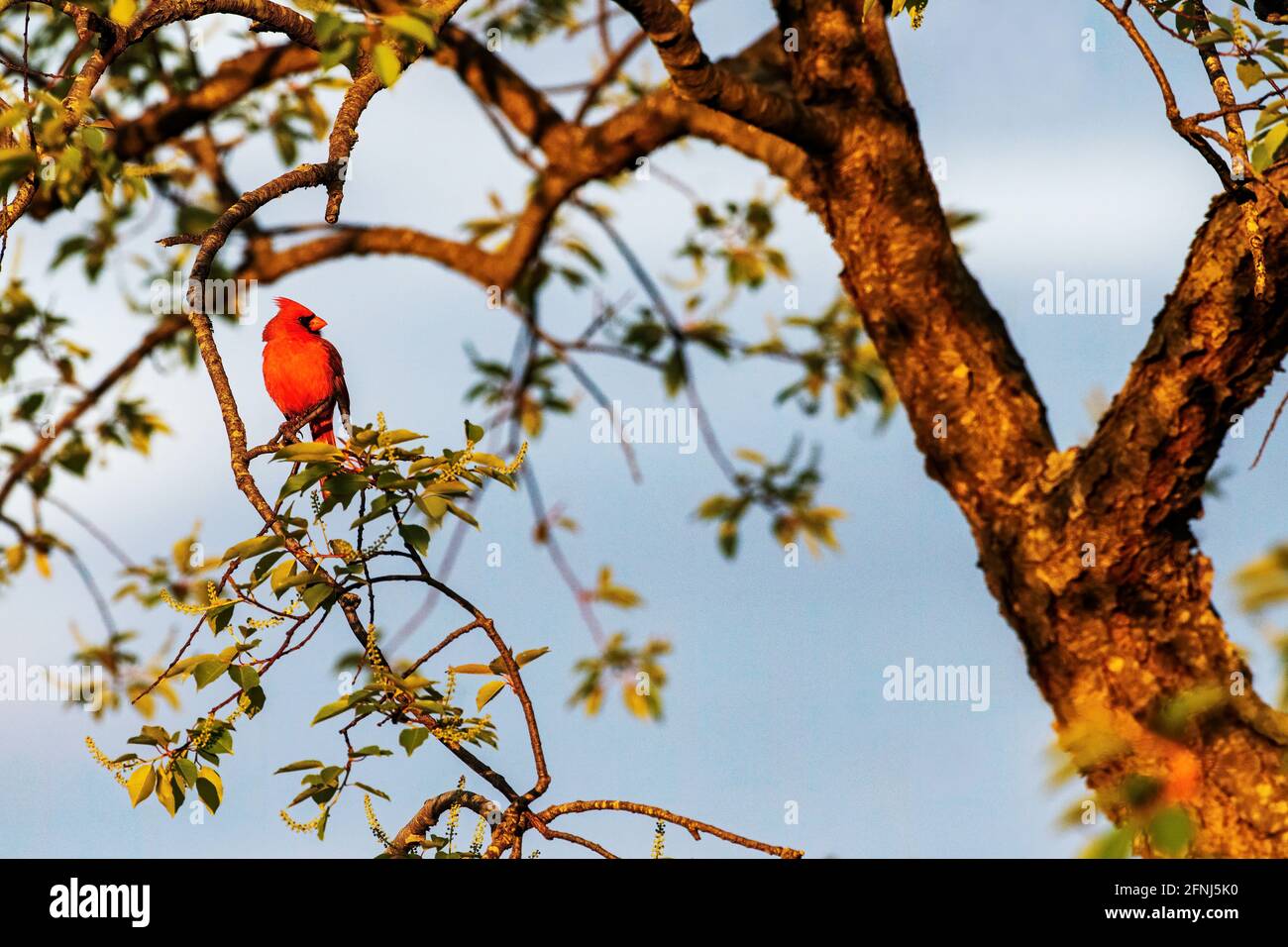 Cardinale del nord alla luce del mattino presto Foto Stock