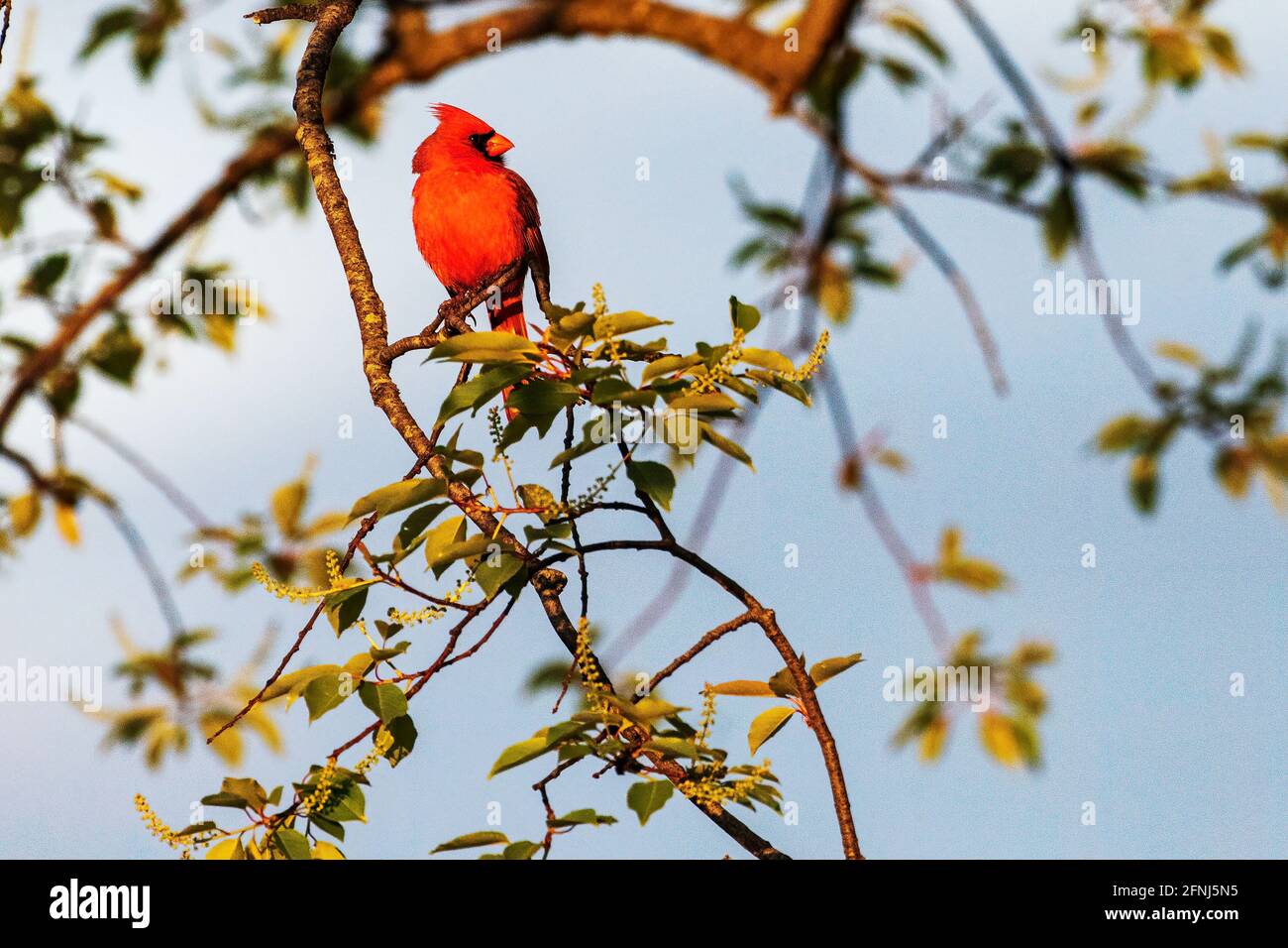 Cardinale del nord alla luce del mattino presto Foto Stock
