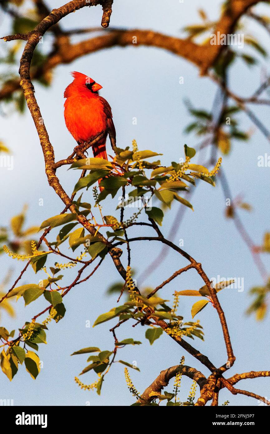 Cardinale del nord alla luce del mattino presto Foto Stock