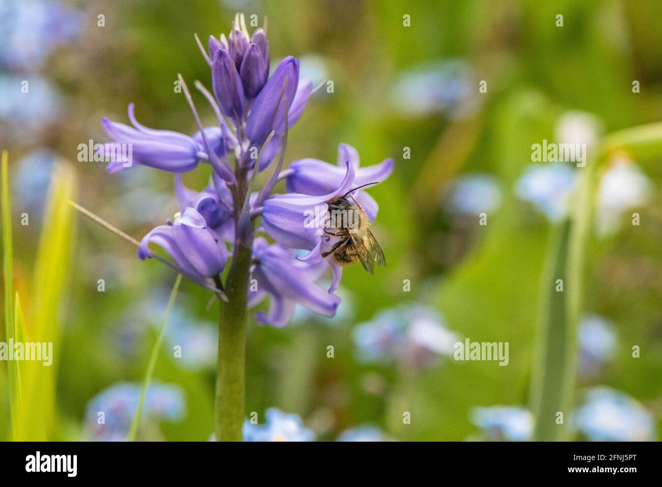 Miele ape impollinante un invasivo fiore spagnolo Bluebell. Foto Stock