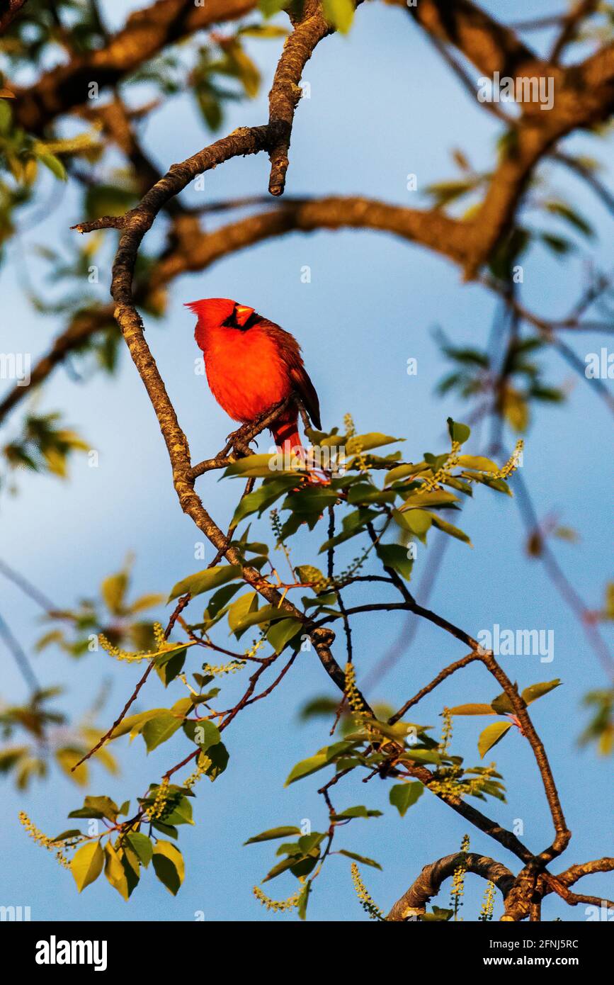 Cardinale del nord alla luce del mattino presto Foto Stock
