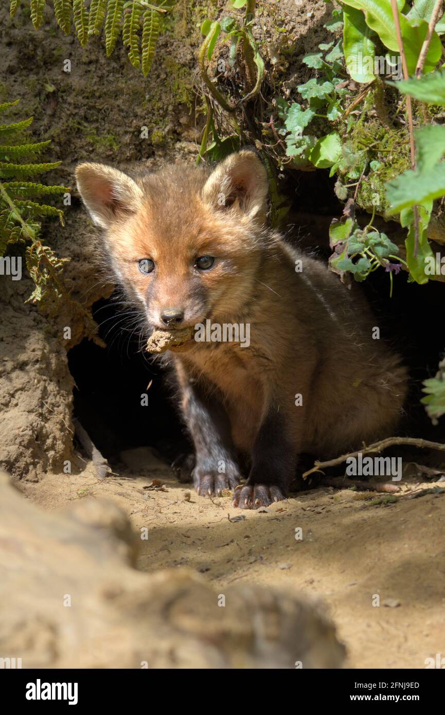 Young Red Fox Cub, Kit, Vulpes vulpes, giocando con un Rock Outside Nest, Den Entrance UK Foto Stock