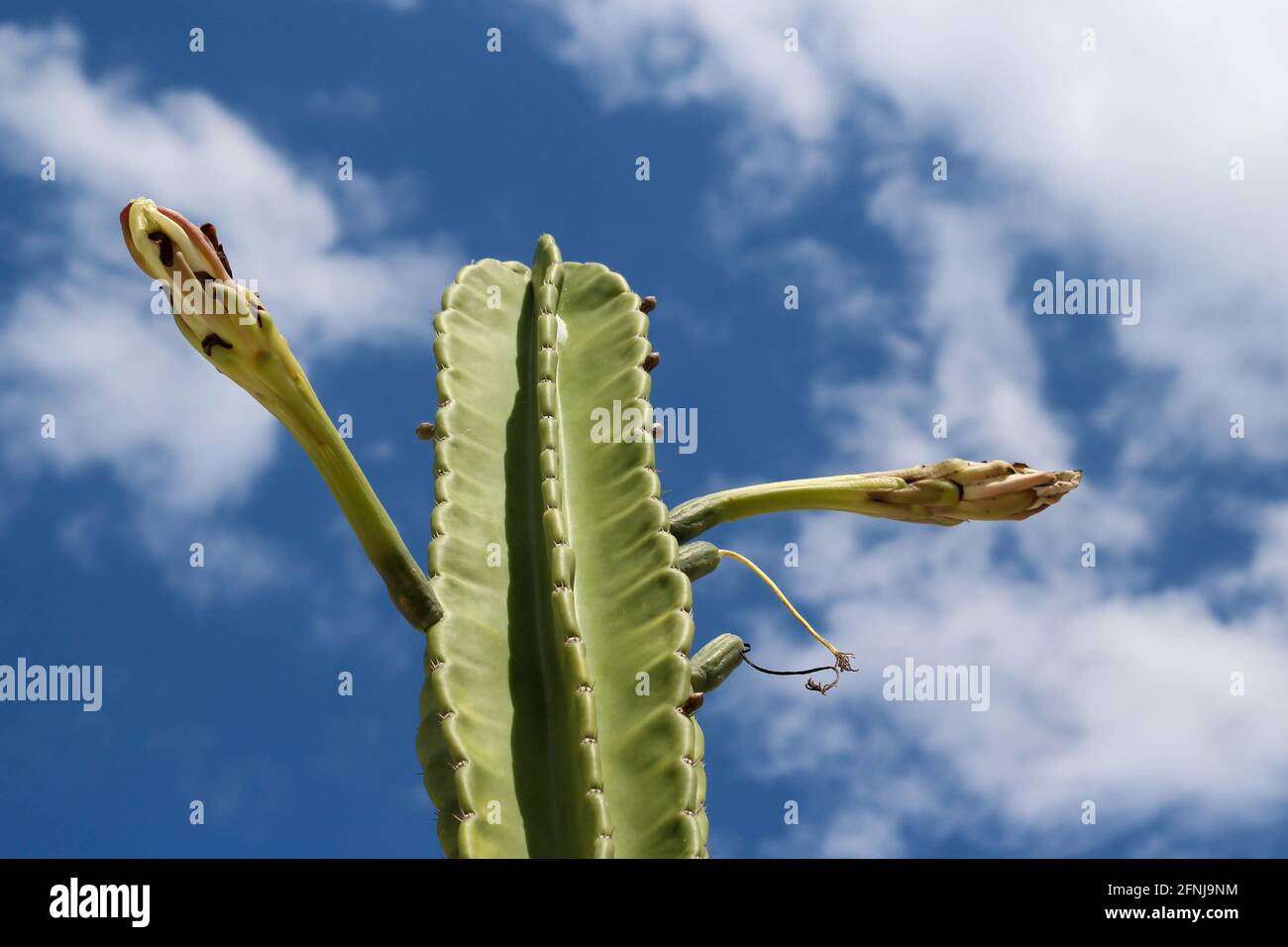 Cangolo frutta notte fiore pianta cactus. Conosciuto anche come Pitaya, quuen di honolulu, pera di fragola. Il nome botanico è hylocereus undatus Foto Stock