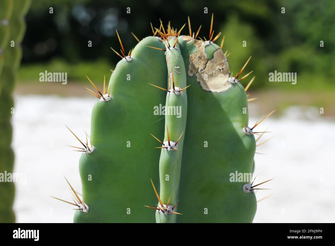 Acanthocereus tetragonus o Traingle cactus è una specie di cactus nativo della Florida. Chiamato anche Cactus a filo spinato, Chaco, pera spword Foto Stock