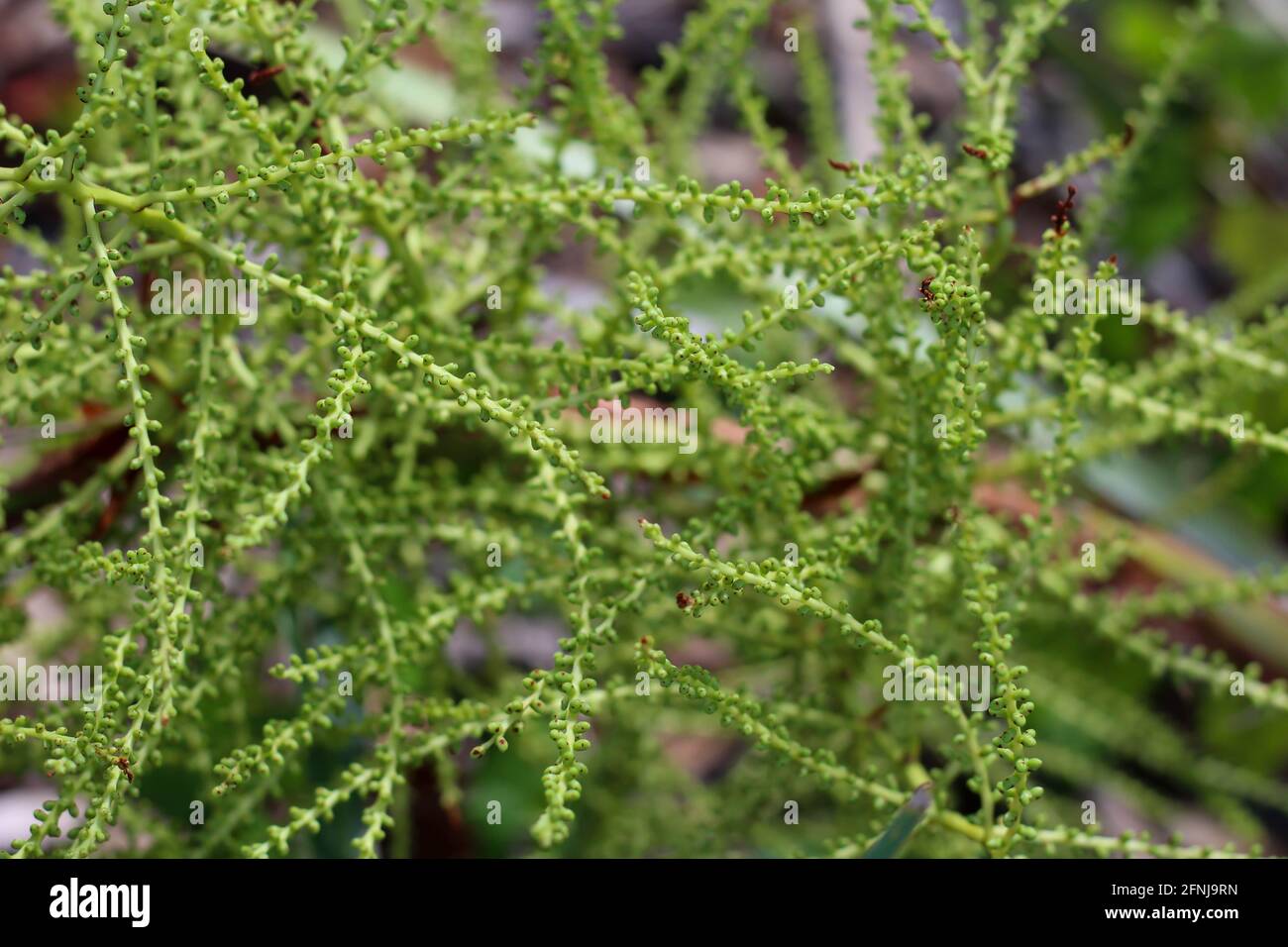 Pianta della barba di capra in verde. Conosciuto anche come piume della sposa, barba di bucks o barba di capra orientale. Il suo nome botanico è Aruncus dioicus. Foto Stock