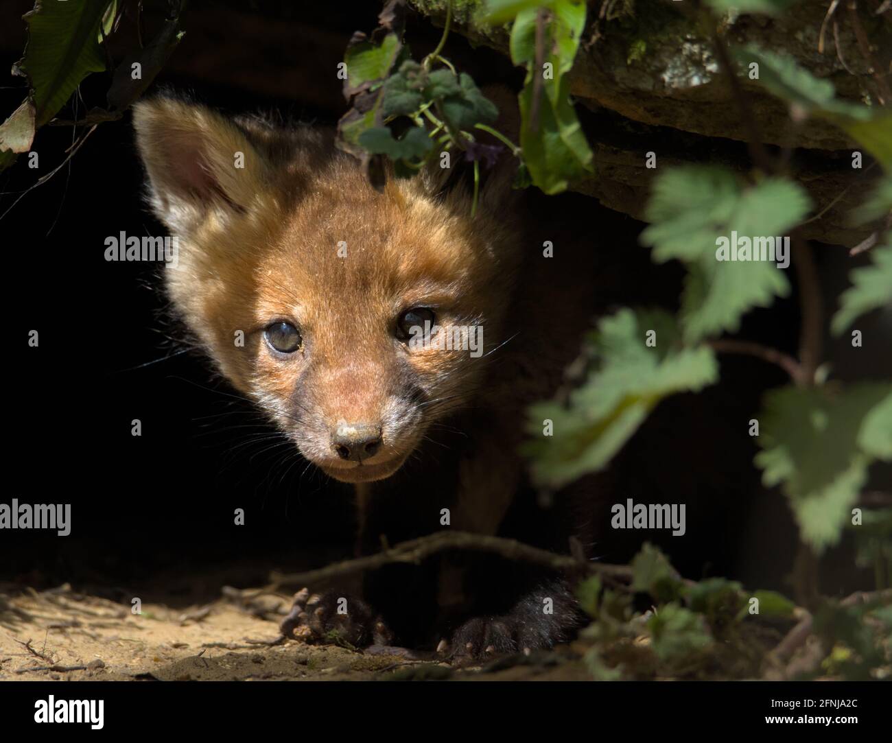 Red Fox Kit, Cub, Vulpes vulpes, guardando fuori dall'ingresso al suo Nest illuminato dalla luce del sole, Regno Unito Foto Stock