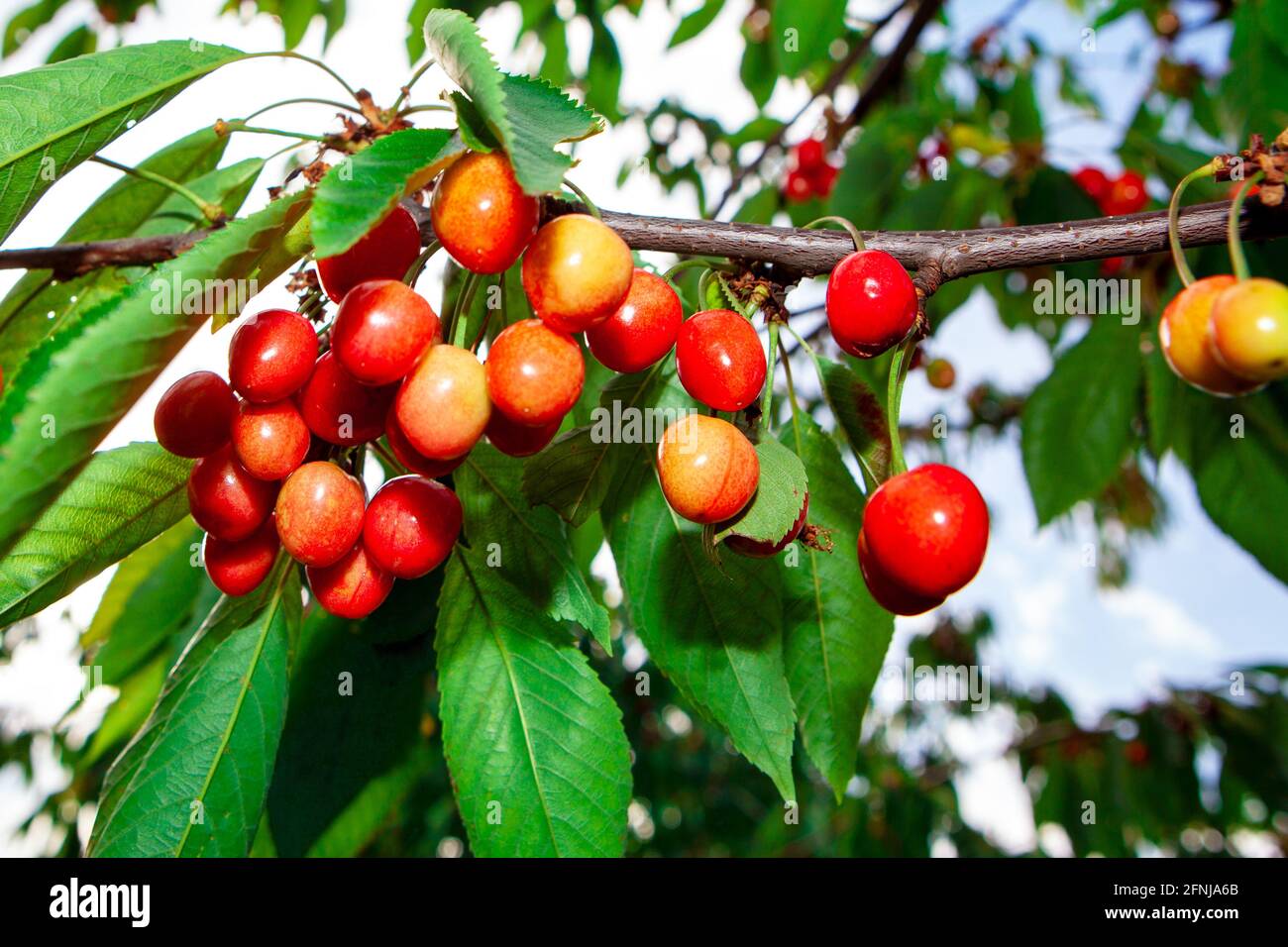 Pianta di ciliegia dolce . Bacche che che crescono in giardino Foto Stock