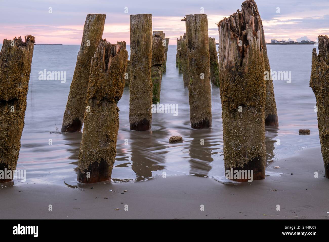 Old Pier Pilings con Texture su Ocean Beach al tramonto Foto Stock