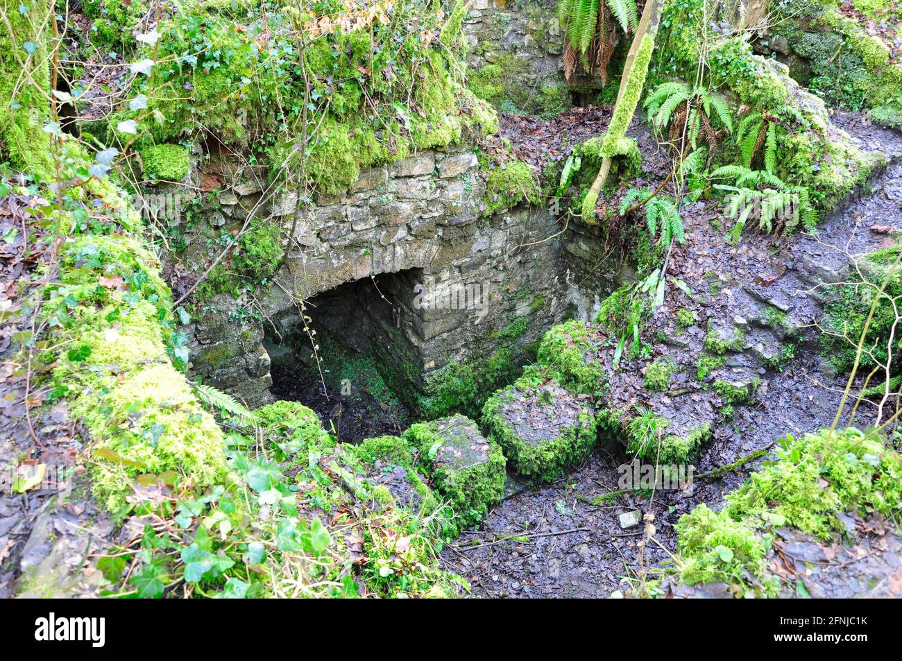 Vista in uno dei cultivts a Old Iron Works, Mells, Fussells 'Lower Works.This è un sito biologico di interesse scientifico speciale, nel Wa Foto Stock