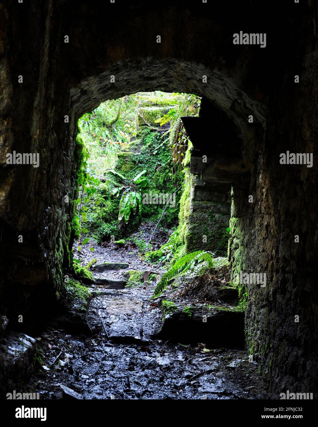 All'interno delle rovine delle vecchie opere di ferro, Mells , le opere inferiori di Fussells. Questo è un sito biologico di interesse scientifico speciale, nella valle di Wadbury Foto Stock