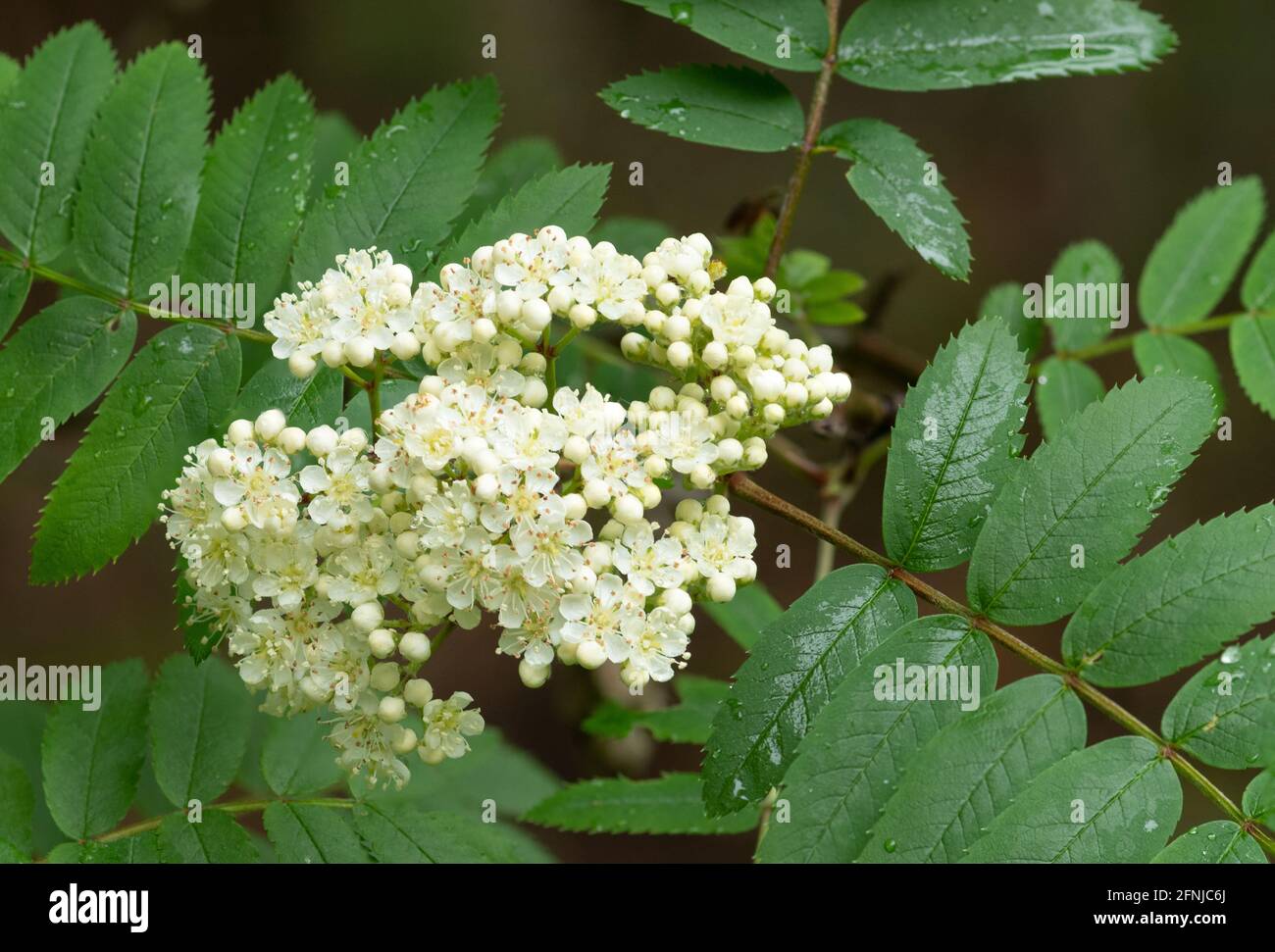 Primo piano di fiori e foglie bianchi di rowan (Sorbus aucuparia) Foto Stock