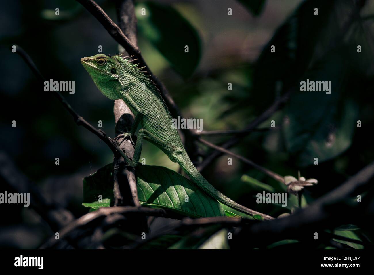 Green Lizard sfondo sfondo foto stock. Bronchocela jubata, comunemente conosciuta come la lucertola della foresta di manichini. Foto Stock