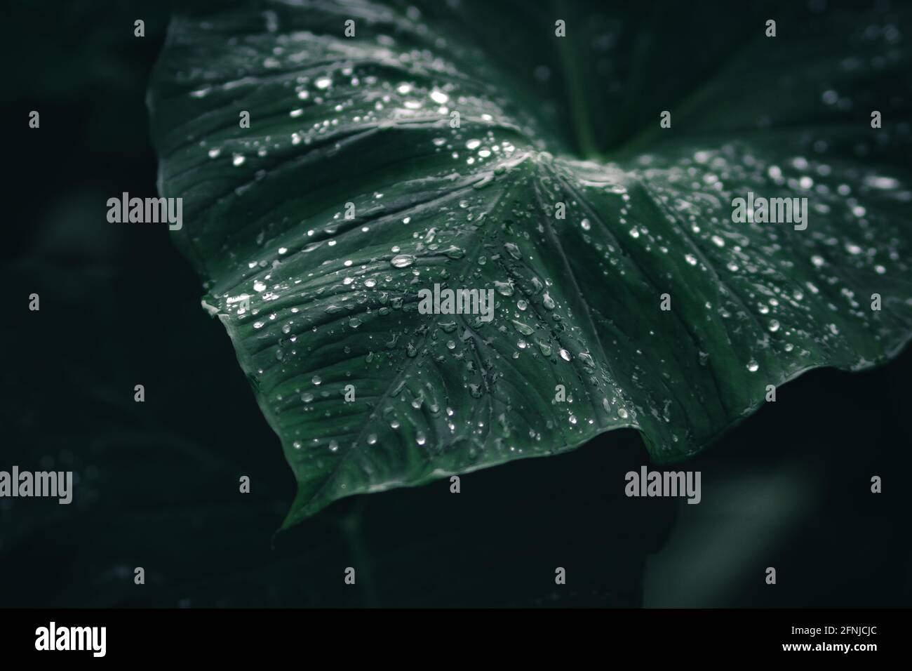 Foglie di taro gigante verde con gocce di rugiada dopo la pioggia sfondo, sfondo verde scuro naturale sfondo. Piante di Taro giganti o undipes di Xanthosoma. Foto Stock