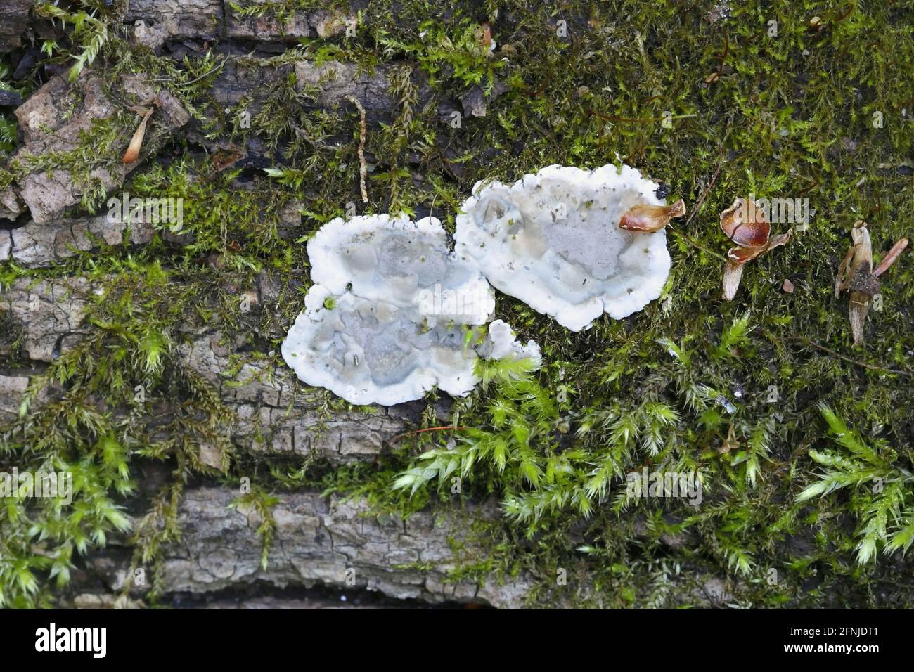 Cinder fragile fungo, Kretzschmaria deusta, principali patogeni delle piante Foto Stock
