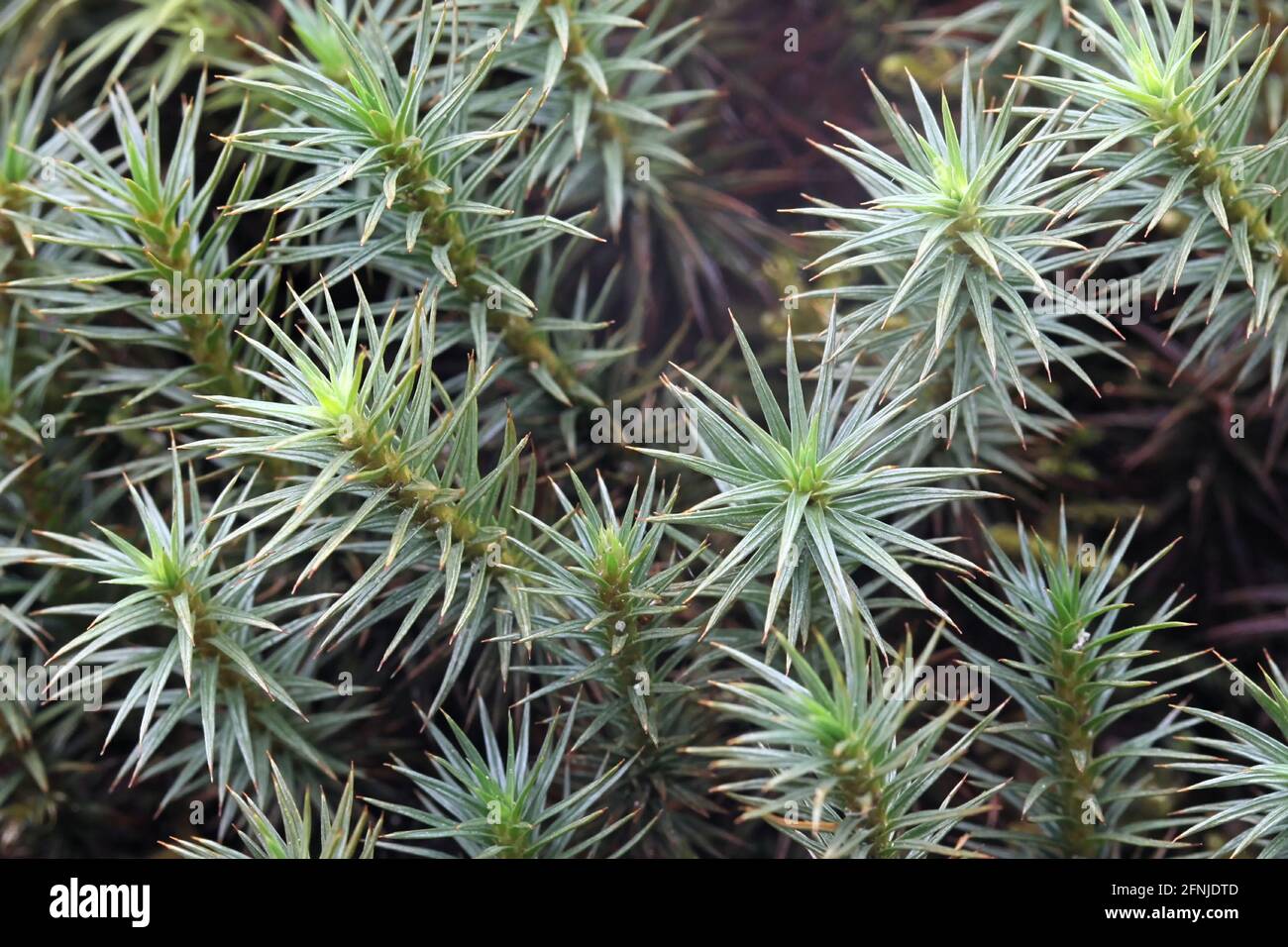 Polytrichum juniperinum, comunemente noto come ginepro haircap o juniper polytrichum muss, una specie sempreverde e perenne di muschio finlandese Foto Stock